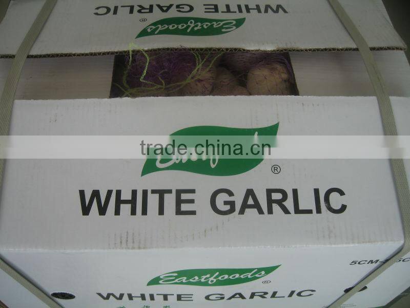 2015 new crop pure white garlic 4.5