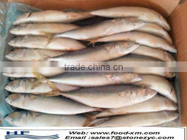 sea frozen horse mackerel whole round