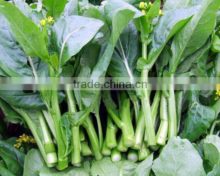 CS05 Dongzhu 90 days green choy sum seeds, Chinese vegetable seeds