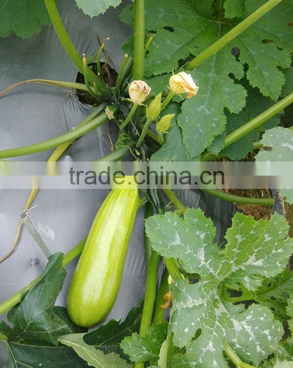 MSQ03 Zaoshu early maturity jade green squash seeds, hybrid zuccini seeds