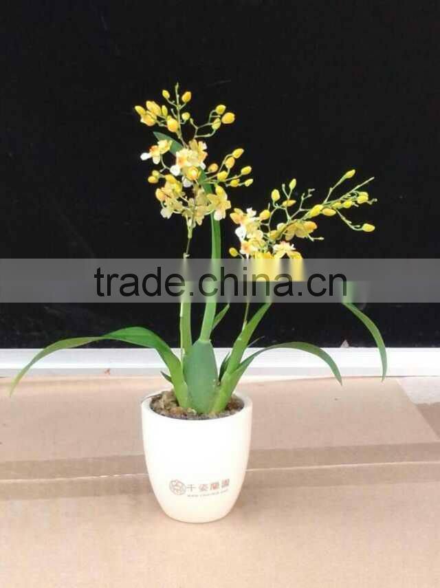 Live Oncidium orchid