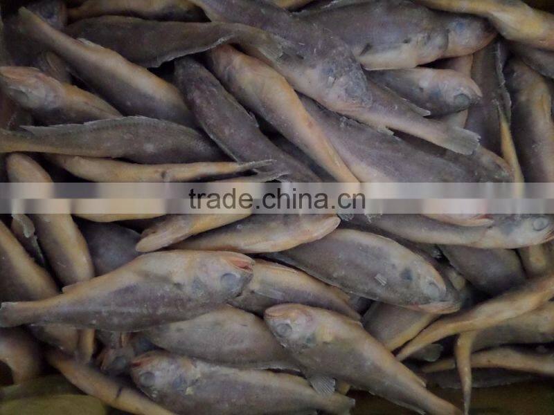 Frozen Yellow Croaker 75/100 g/pc