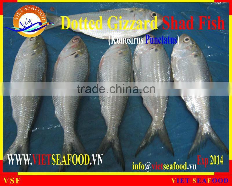 W/R FROZEN DOTTED GIZZARD SHAD FISH