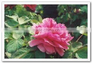 tree Peony Plant Root