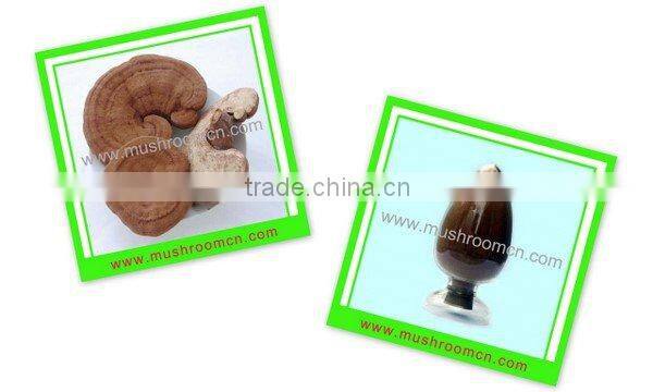 2016 hot sales best Dried Ganoderma Lucidum Mushroom