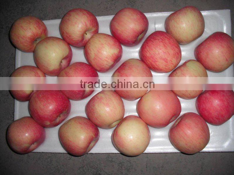 Fuji apple fruit