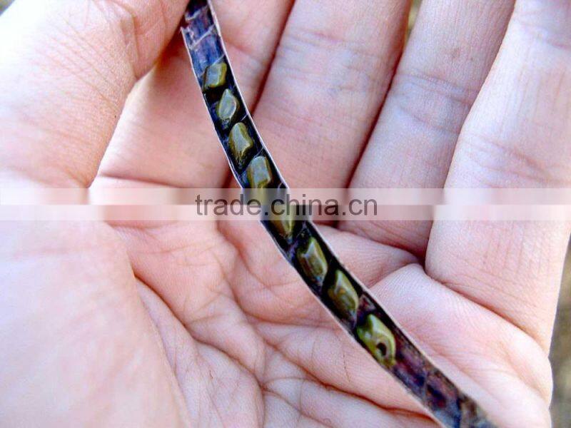 Cassia Tea/Cassia Tora seed/Semen Cassiae Seeds/Cassia Tora seeds from India - CTS