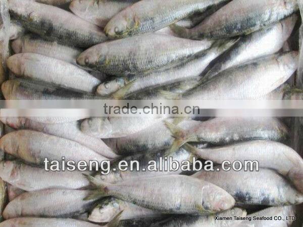 Frozen Canned Sardines Fish
