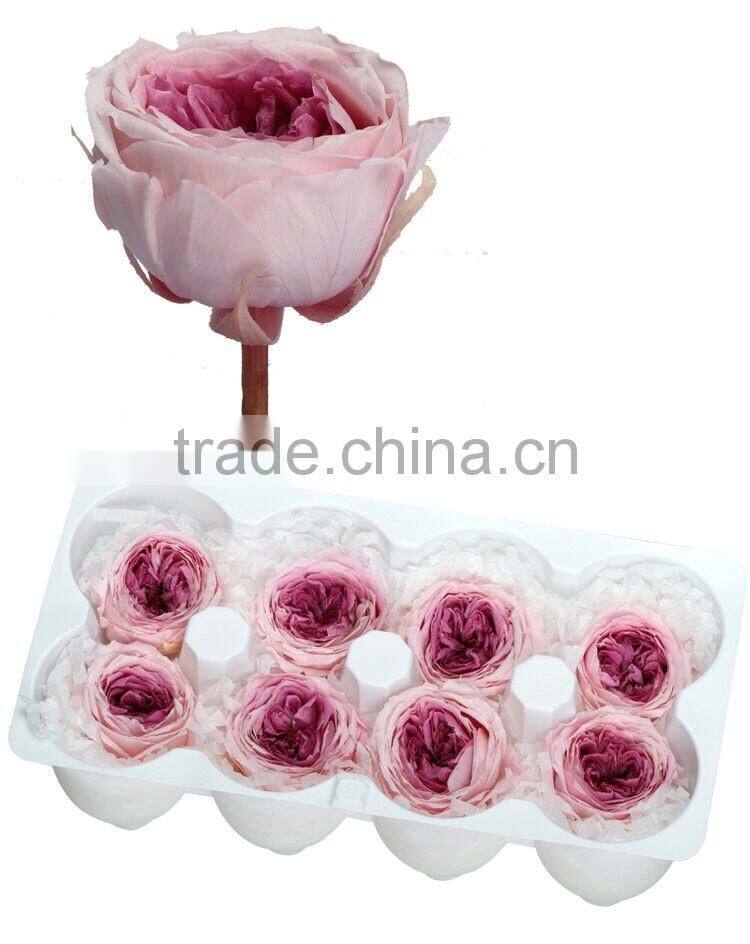 Fresh cut roses Preserved Fresh Flower Asuting Rose For Wedding Decoration