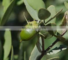 BULK Jojoba Oil