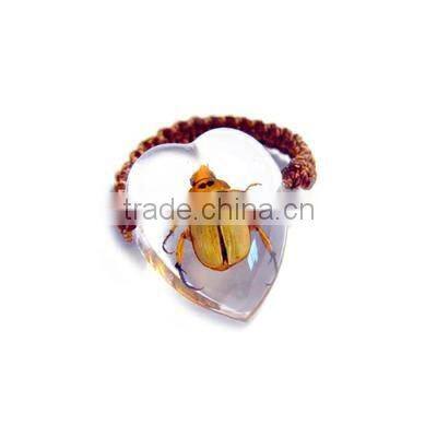 Lively real insect resin-Hotsale