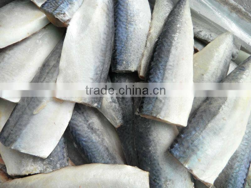 quality frozen mackerel