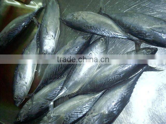 China fresh frozen bonito whole round