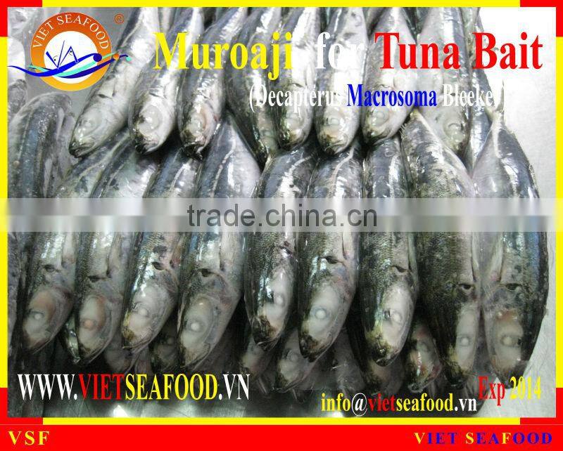 FROZEN MUROAJI FOR TUNA BAIT