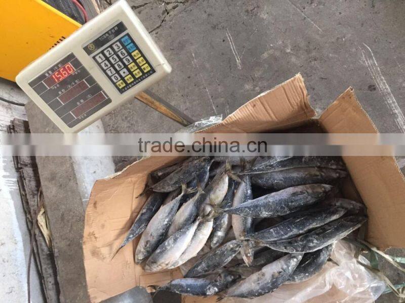 sea frozen mackerel 300-500g 2016