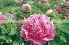 Tree Peony Plant Root Zi Lan Kui
