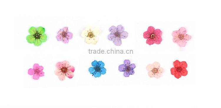 2016 12 colors Dried Dry flower UV gel acrylic false tips nail art decoration real flower