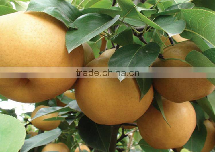 big yellow pear sweet juice