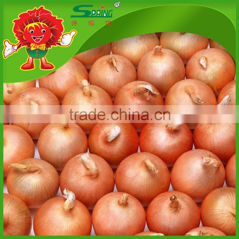 wholesale Fresh Onion/Yellow red onion exporters in china onions in bulk