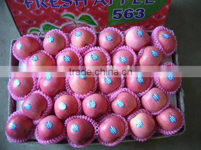 Fresh Fuji Apple Supplier in China
