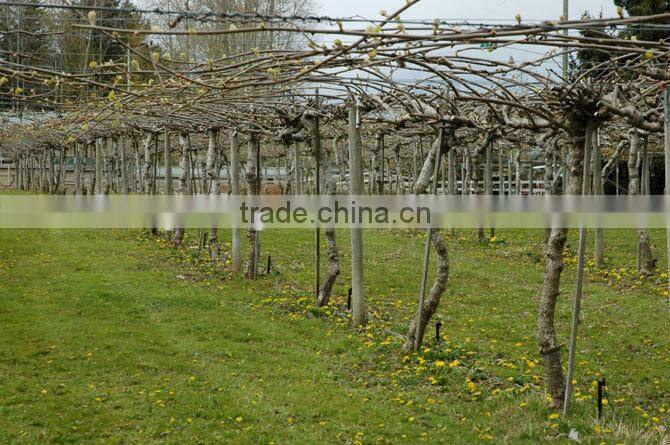 Trellis Netting for crop support