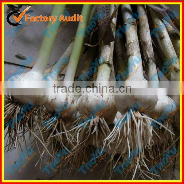 2014 New type Electric fresh garlic root cutting machine/garlic root cutter(SMS:0086-15837162163)