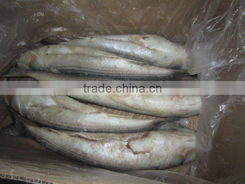 IQF frozen grey mullet whole round