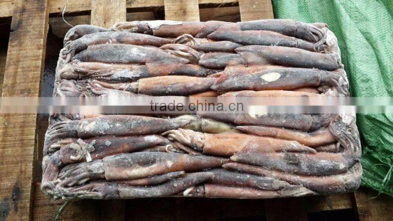 frozen illex squid whole round