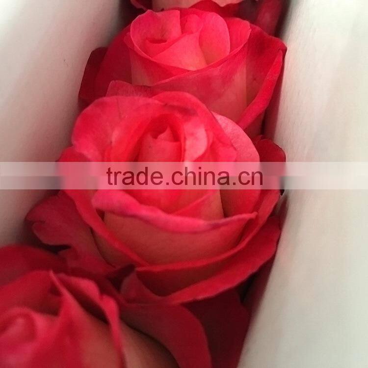 Newest best selling multi-colored fresh cut rose flowers