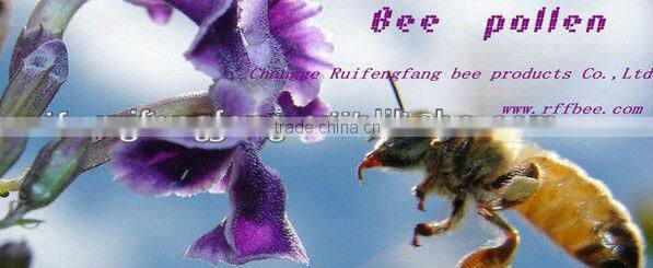 from excellent manufacture pine bee pollen with competitive price