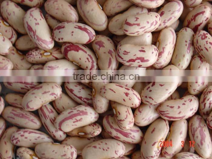 all sizes round Light Speckled Kidney Beans