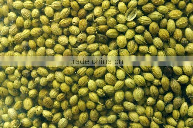 CORIANDER SEEDS / CORIANDER POWDER