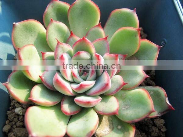 Echeveria pulidonis of succulent plants