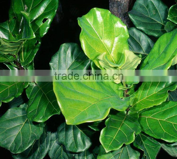 The landscape tree Barringtonia asiatica seedling