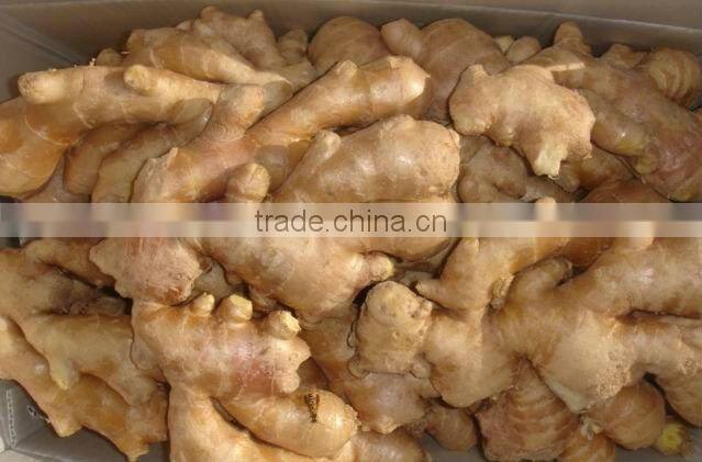 Good qualtity chinese fresh gingers