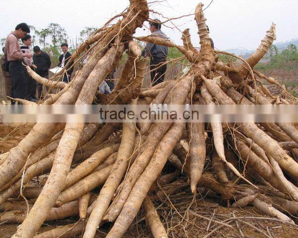 Cheap!!New functional cassava starch extraction machine