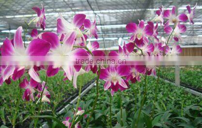 Dendrobium Hybrids blooming orchids