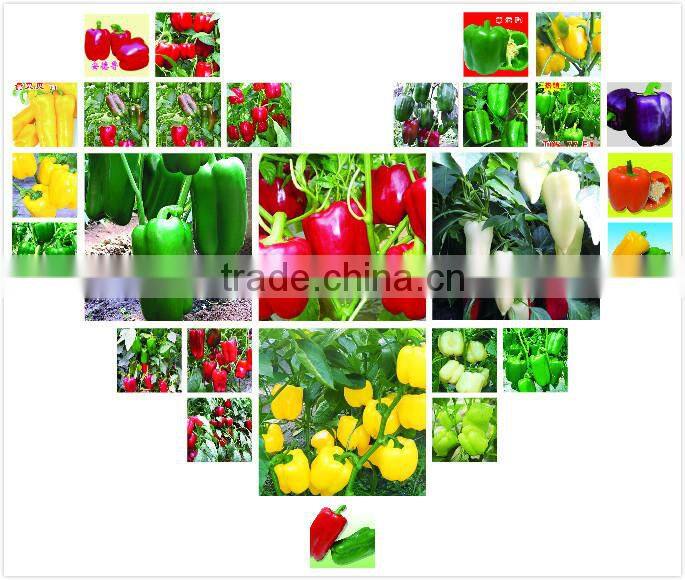 Early maturity cabbage seeds ZHONG GAN No.828(F1)