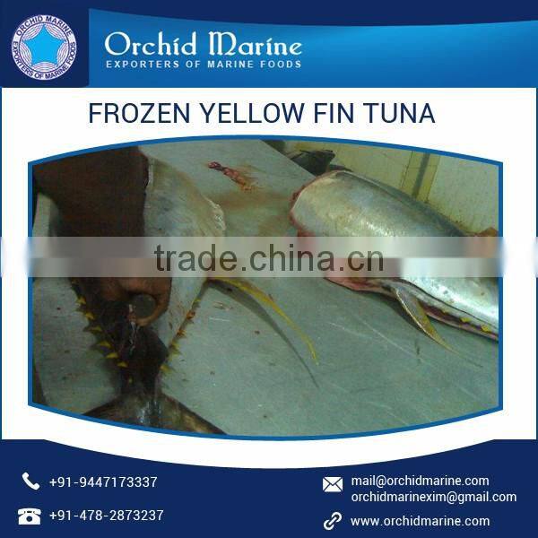 100% Fresh Whole Round Frozen Yellowfin Tuna/ Sea Food for Bulk Buyer