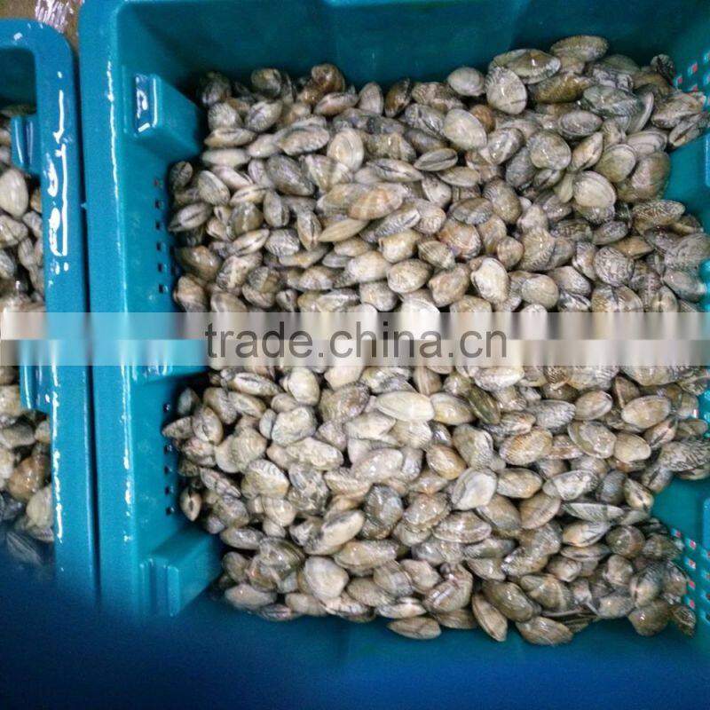 frozen boiled yellow short necked clam on time delivery