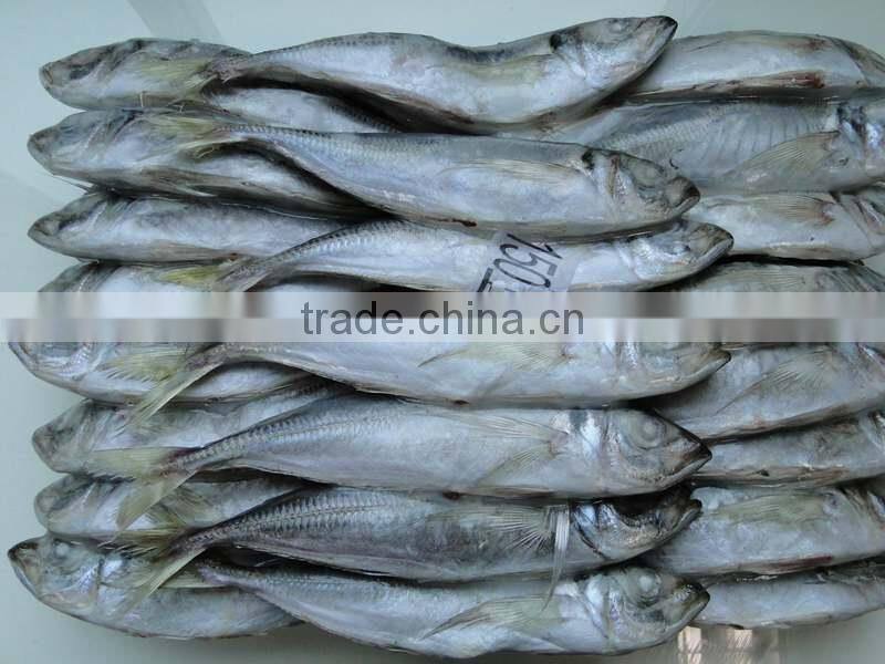 IQF Frozen Horse Mackerel Fish