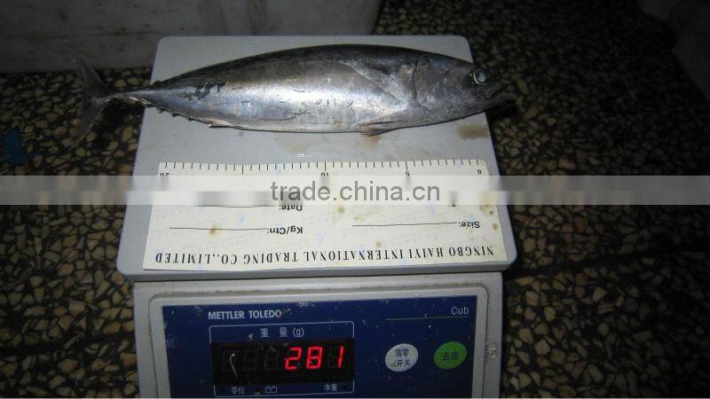 New frozen bonito tuna 200-300g
