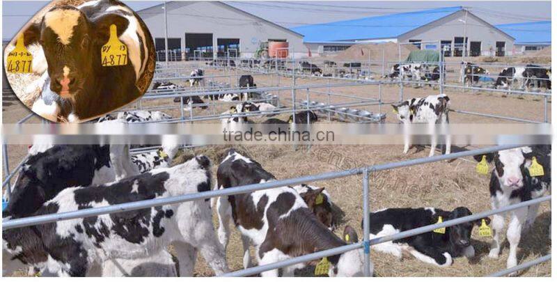 Veterinary feedlot buffalo identity Ear Tags WJ405BF