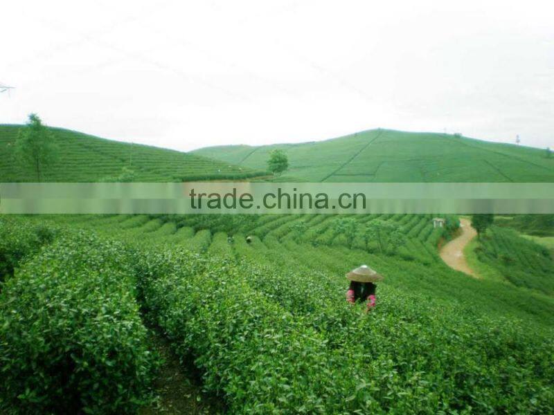 Hot Sale China chunmee green tea 9367 tea for Algeria, Maroc, Dubai