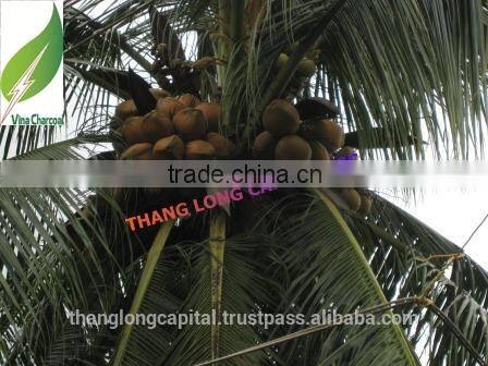 Non-smoke high calorific value coconut shell charcoal briquettes use for hookah shisha