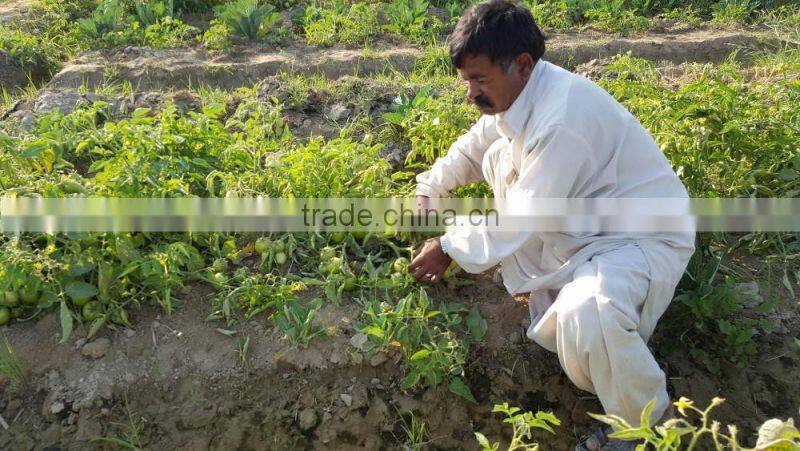 ROCKY F1 Hybrid Tomato Seeds