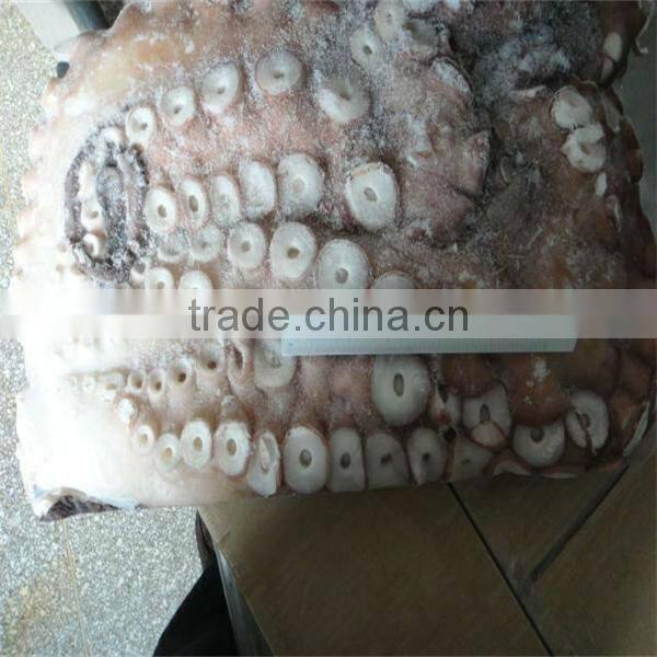best sea frozen octopus vulgaris