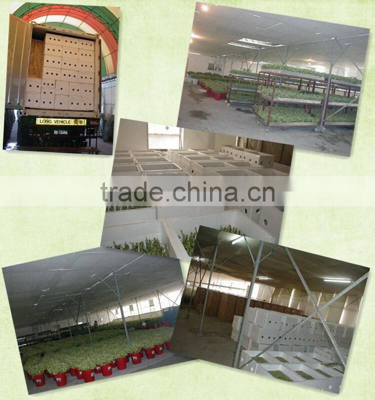 Ceramic pot for Bonsai