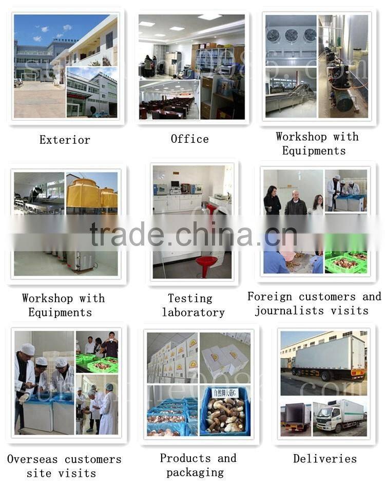 High Quality Truffle Black Truffles with Market Prices for Mushroom