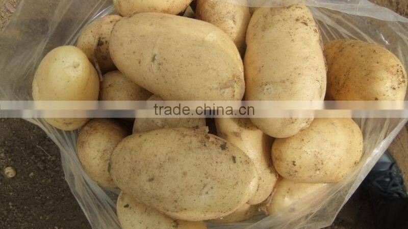 2015 super quality of the potato